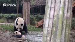 Відео: дитинчата панди в китайському зоопарку