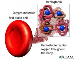 гемоглобін