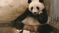 Відео: панда